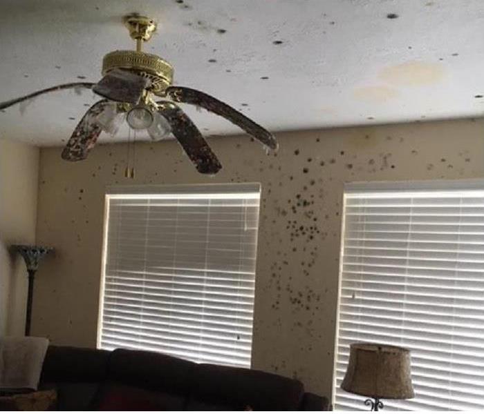 A living room filled with black mold 