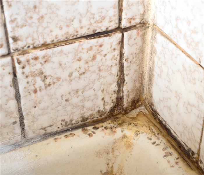 mold growth on shower tiles in bathroom