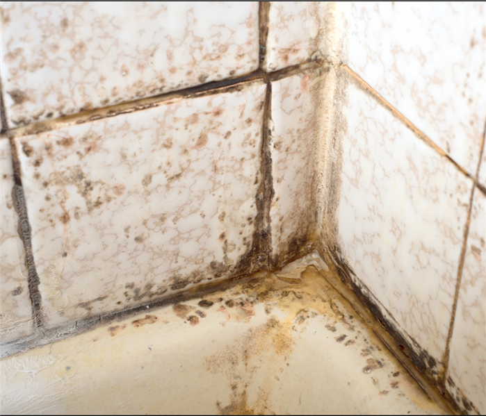 Looking down, corner view on nasty Mold and Mildew on bathtub or Shower Tile 